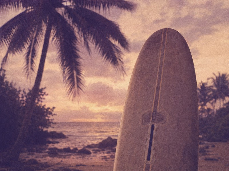 Longboard resting against a palm at sunset